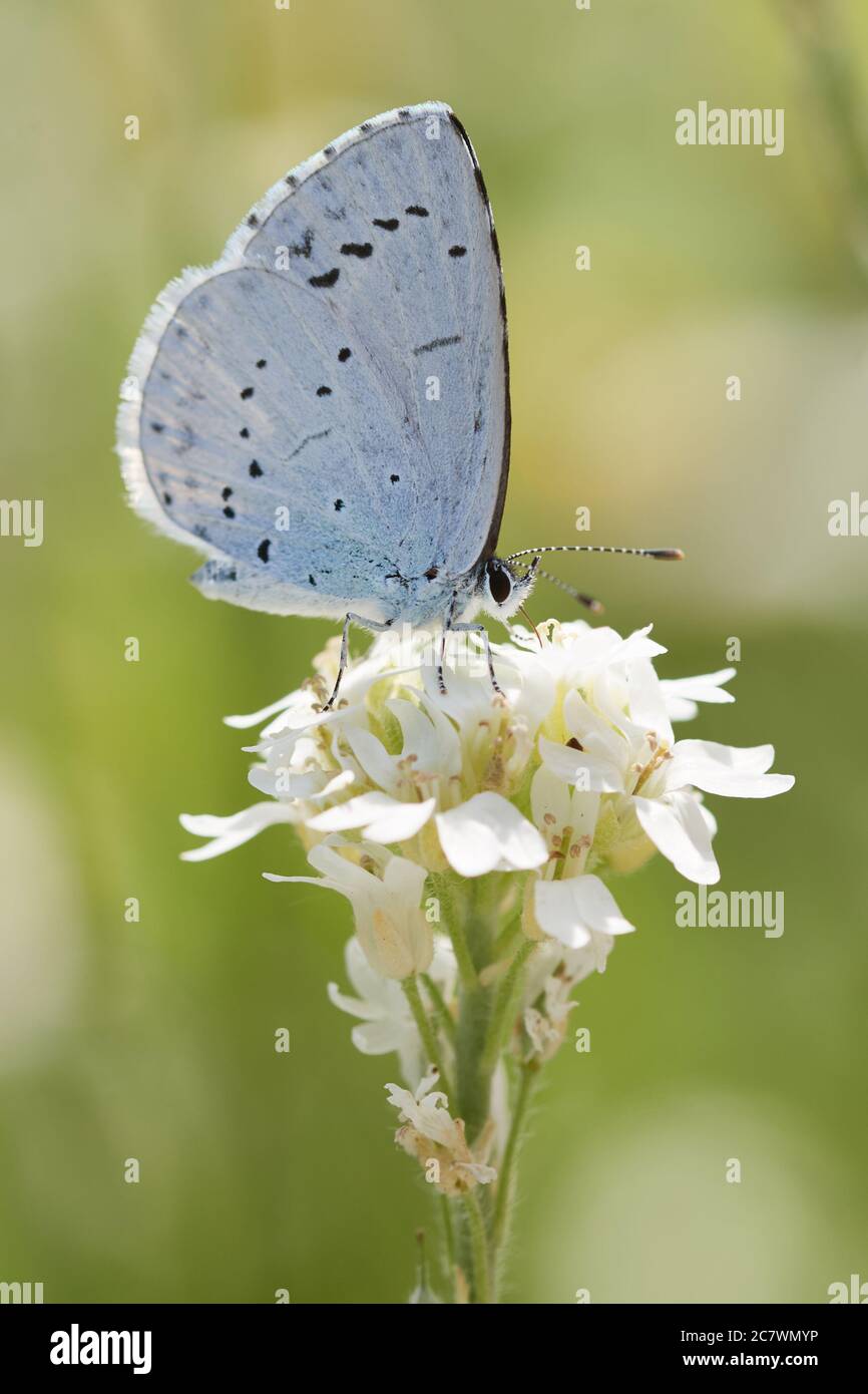Macro farfalla di provenzale a coda corta blu (Cupido alcetas) raccolta nettare su un fiore bianco Foto Stock