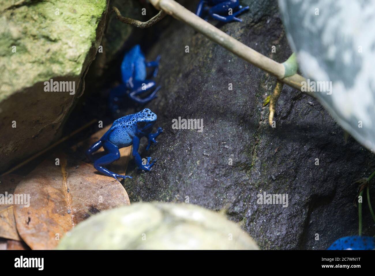 Rana blu veleno - Dendrobates tinctorius "azureus" allo Zoo di Londra Foto Stock