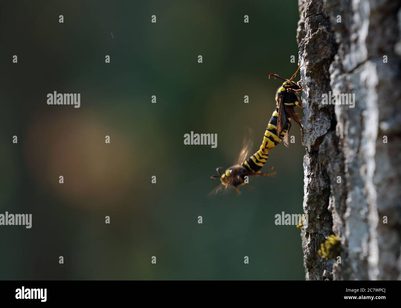 Le farfalle di falena di Hornet si accoppiano subito dopo l'eclosion Foto Stock