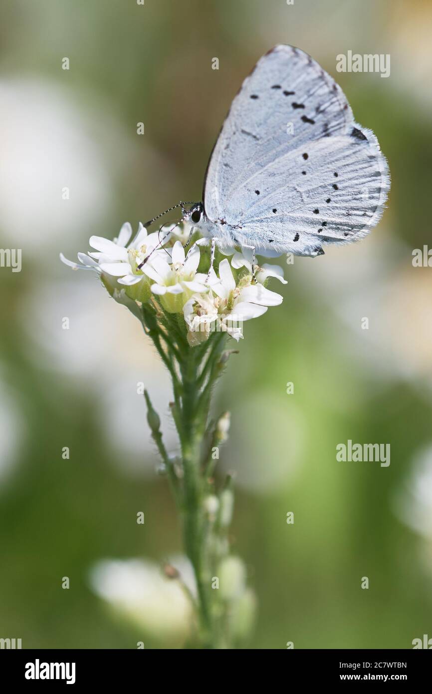 Provenzale blu a coda corta (Cupido alcetas) su fiore bianco. Macro farfalla Foto Stock