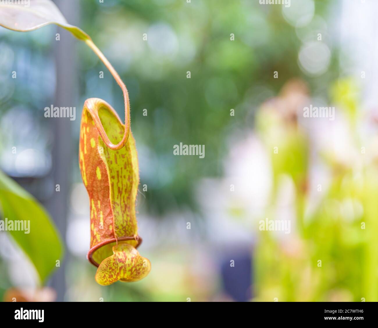 Nepenthes ampullaria, una pianta carnivora in un giardino botanico Foto Stock