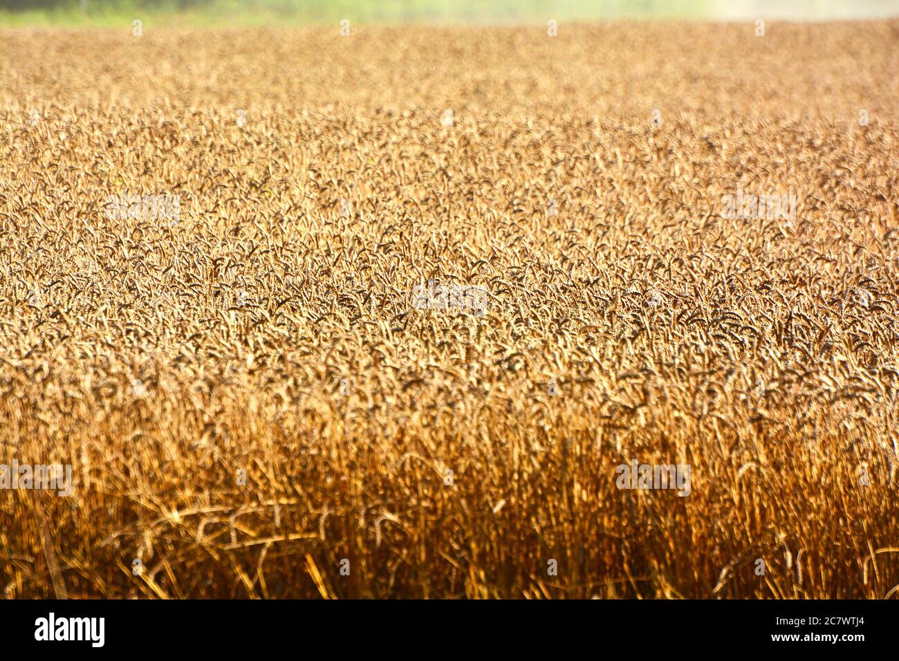 Grano maturo nel campo Foto Stock