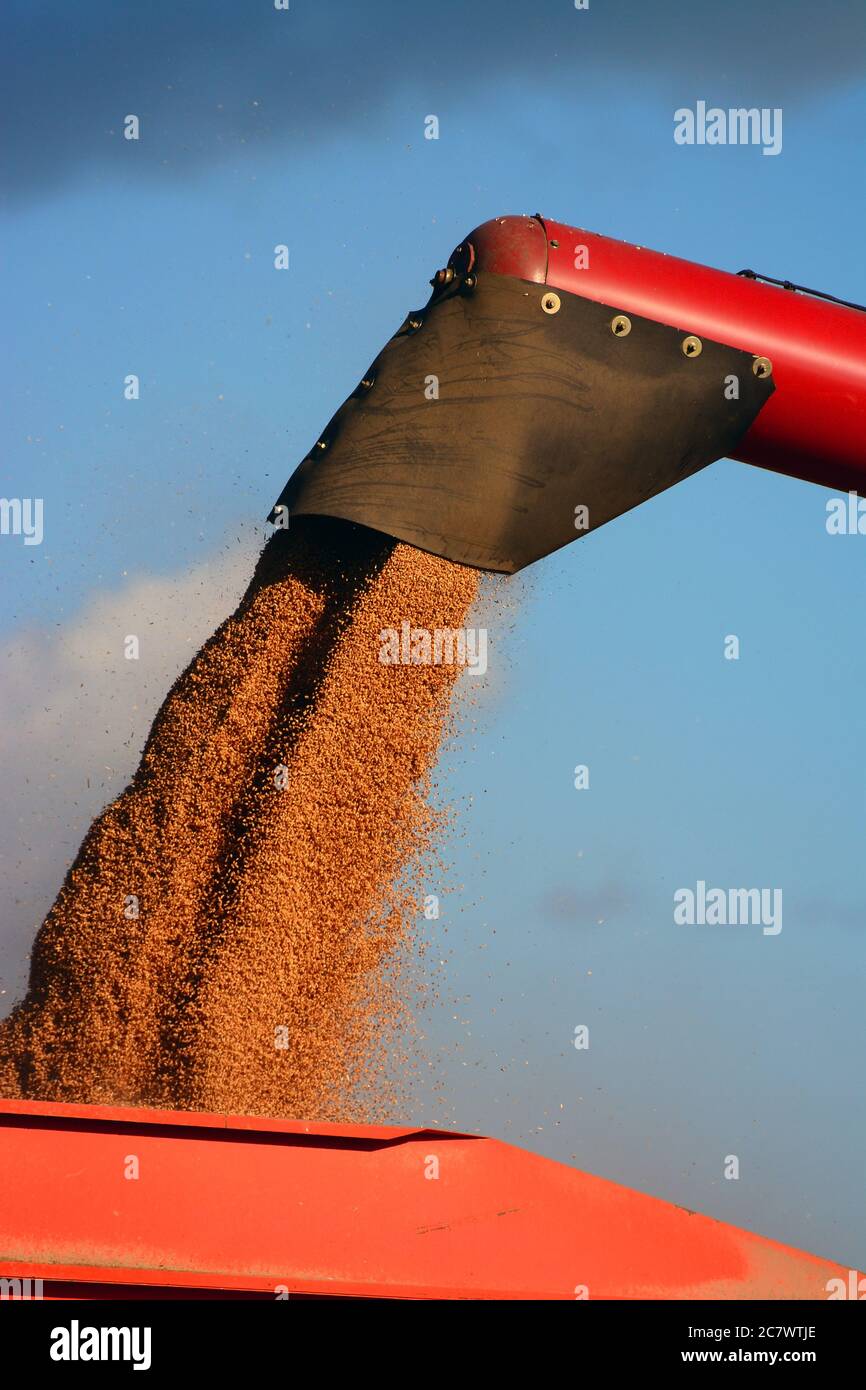 Grani di grano caricati su un camion - primo piano Foto Stock