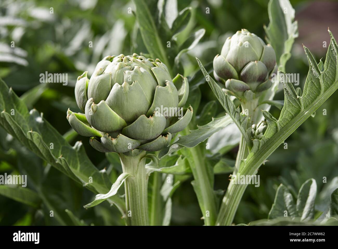 Carciofi verdi che crescono in giardino, vista ravvicinata Foto Stock