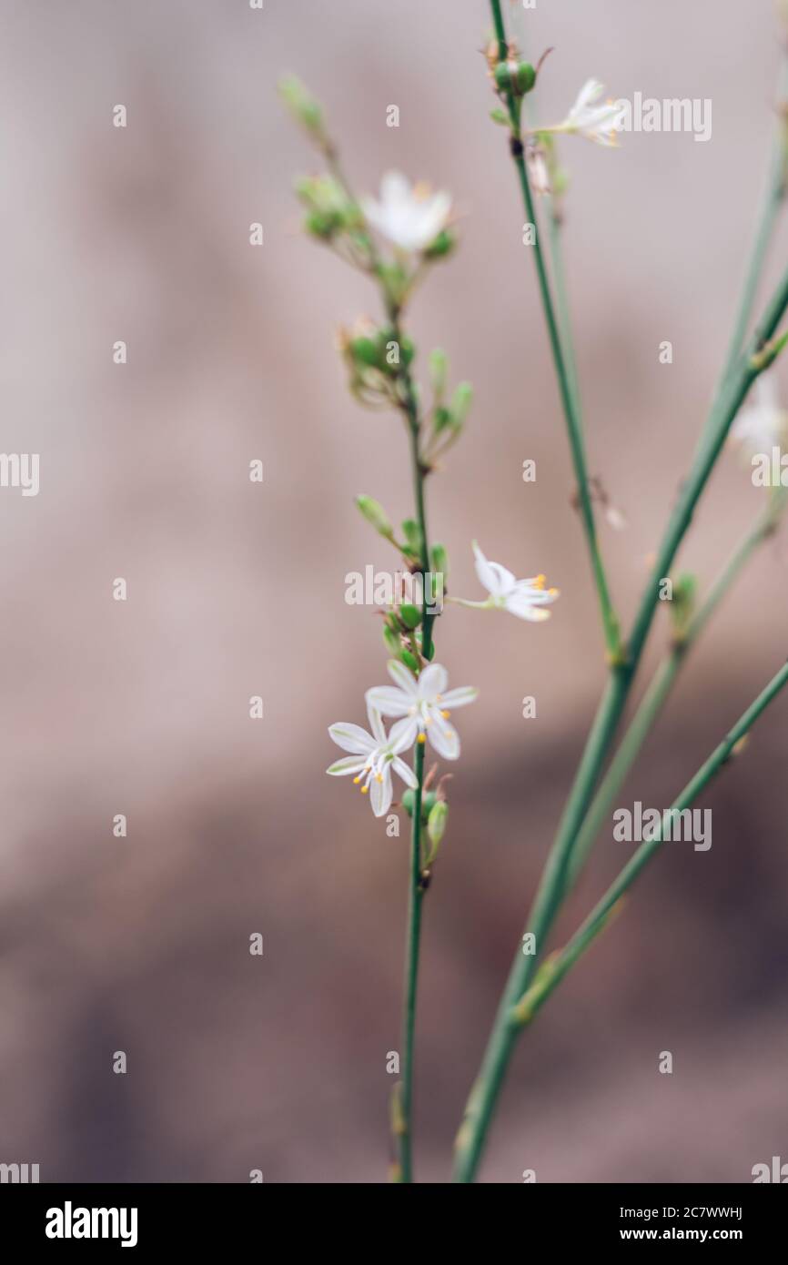 Fuoco selettivo verticale di un ramo di fiori di punto Foto Stock