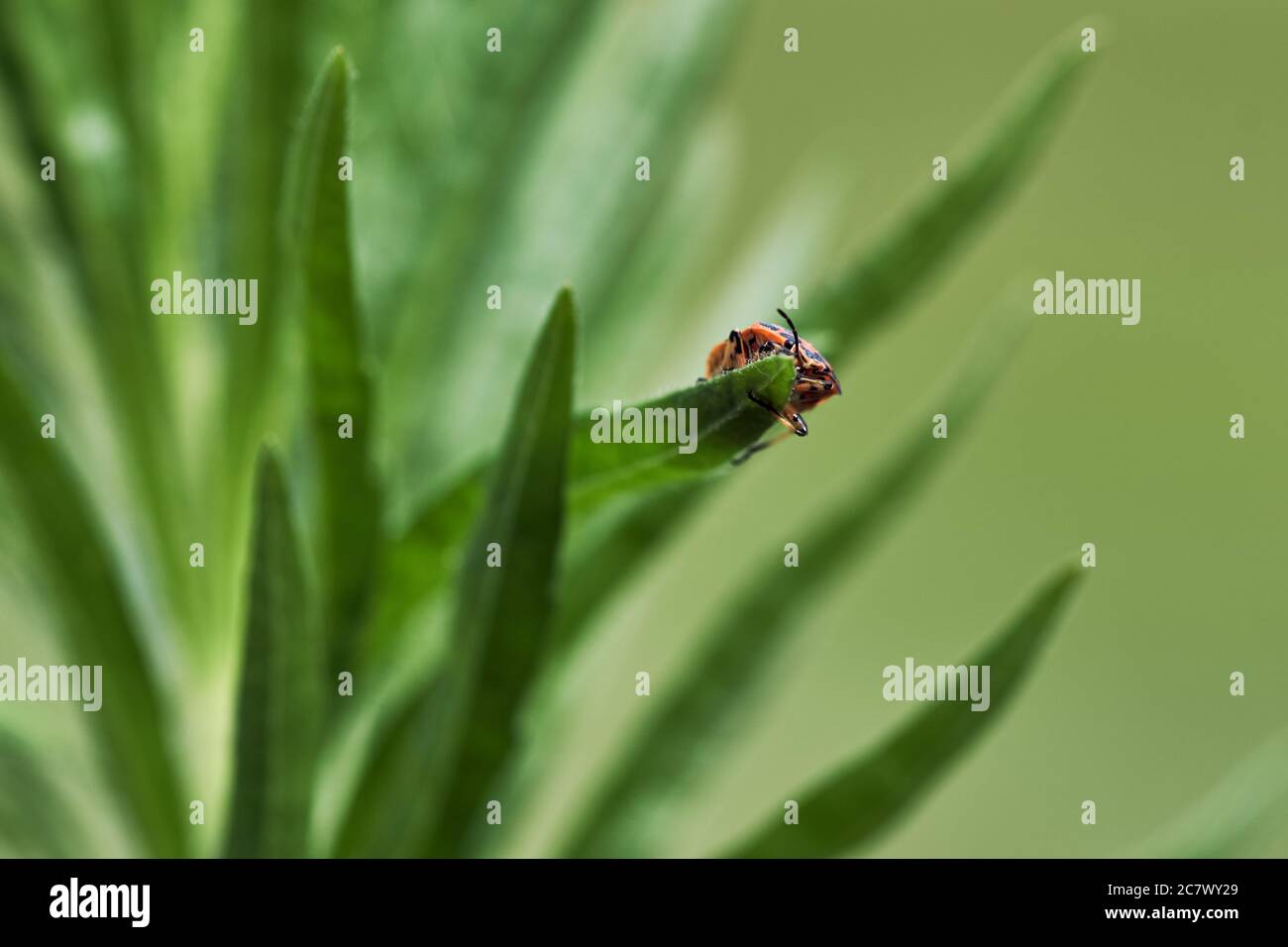 Piccolo firebug (Pyrhocoris appterus) strisciando sul bordo di una foglia in natura verde Foto Stock