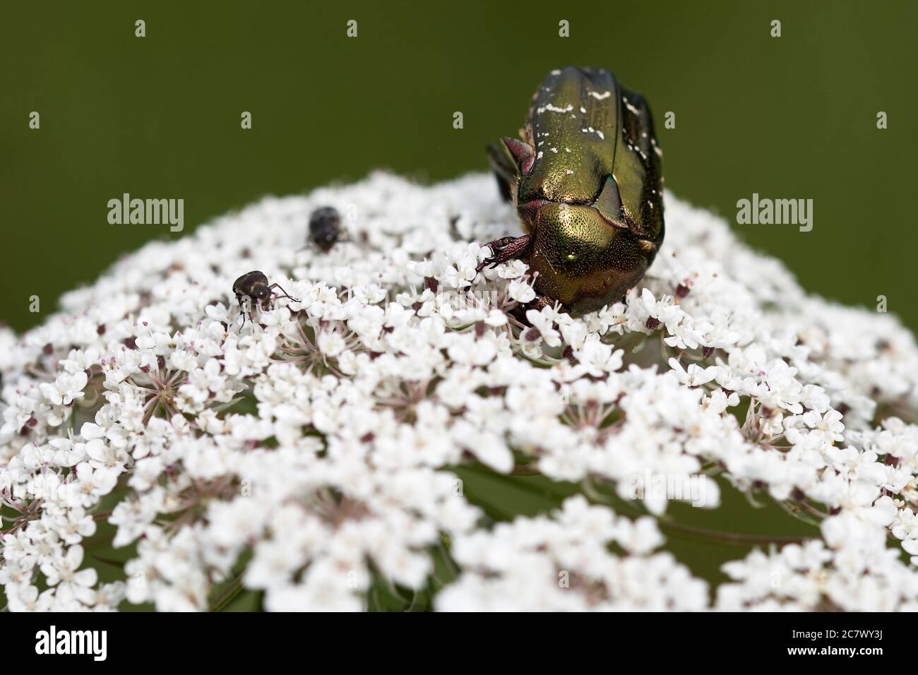Il coleottero lucido, il coleottero verde (Cetonia aurata) strisciando su piante bianche. Foto Stock