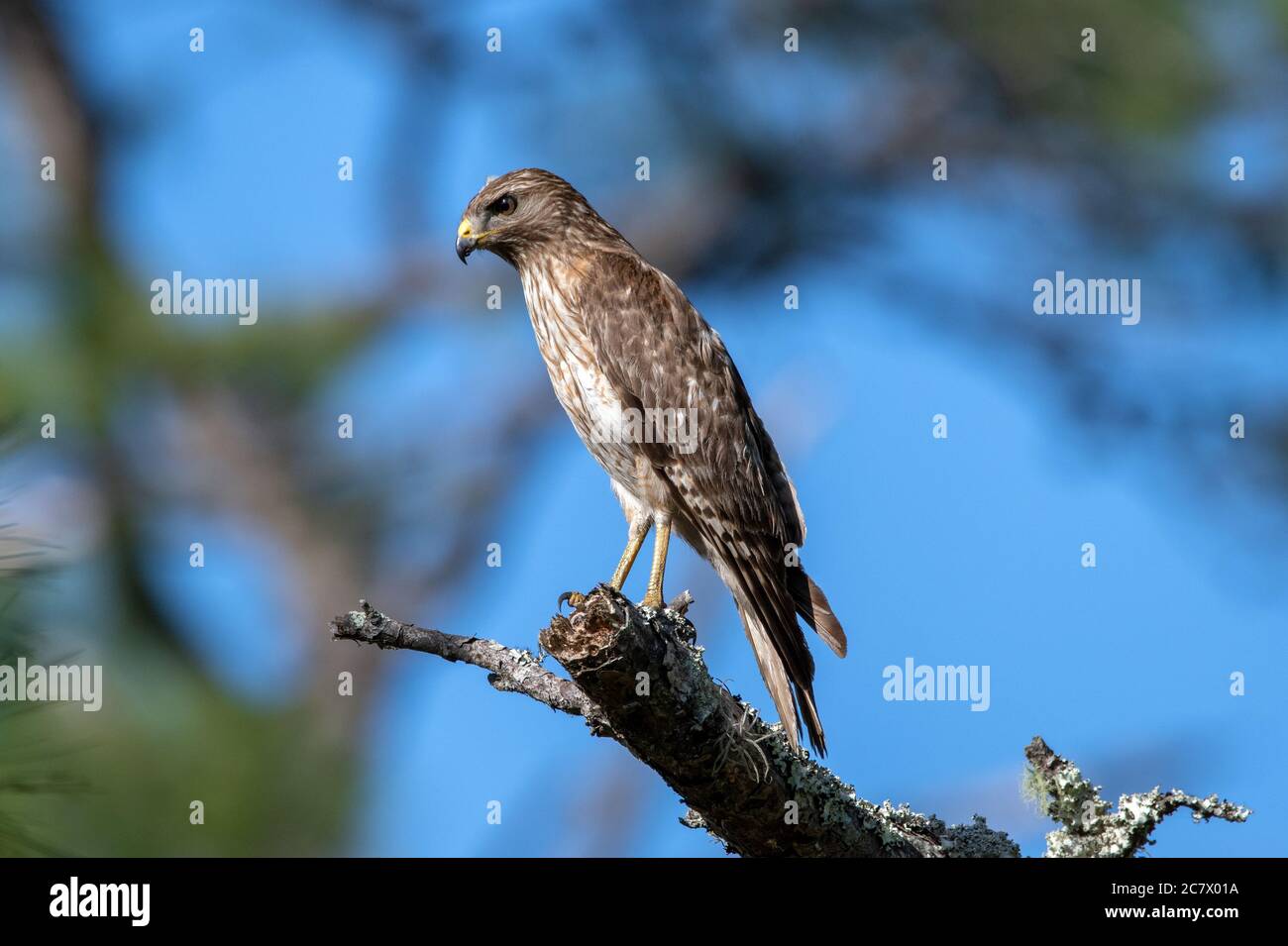 Un falco rosso a spalla appollaiato in un albero durante la caccia Foto Stock