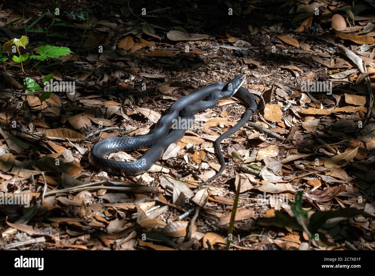 Serpente nero meridionale da corsa che si tramonti in una foresta. Foto Stock