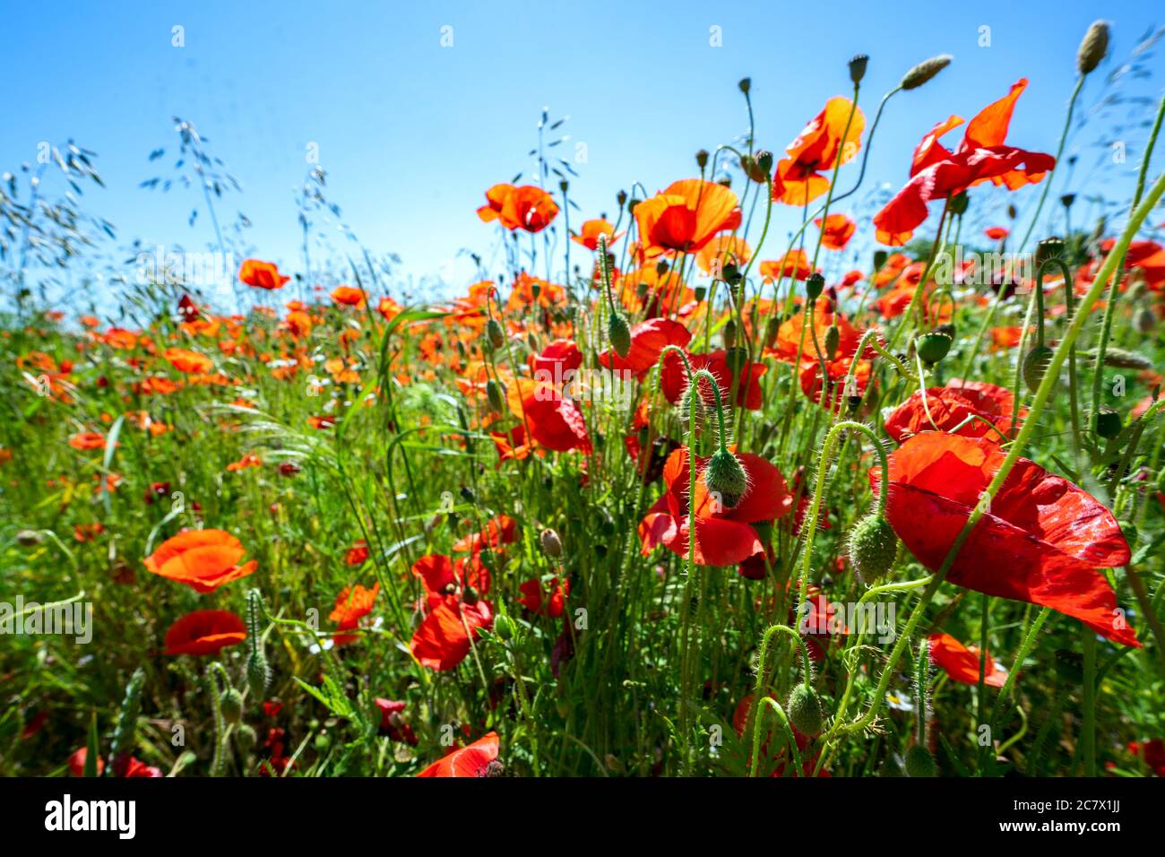 Papavero di mais (Papaver rhoeas) con fiori rossi vibranti su un campo come insetti pascolo, cielo blu e spazio copia, fuoco selezionato, profondità di campo stretta Foto Stock
