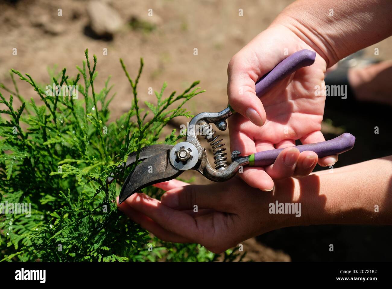 Potatura thuja albero utilizzando secateurs in giardino, vista ravvicinata. Foto Stock