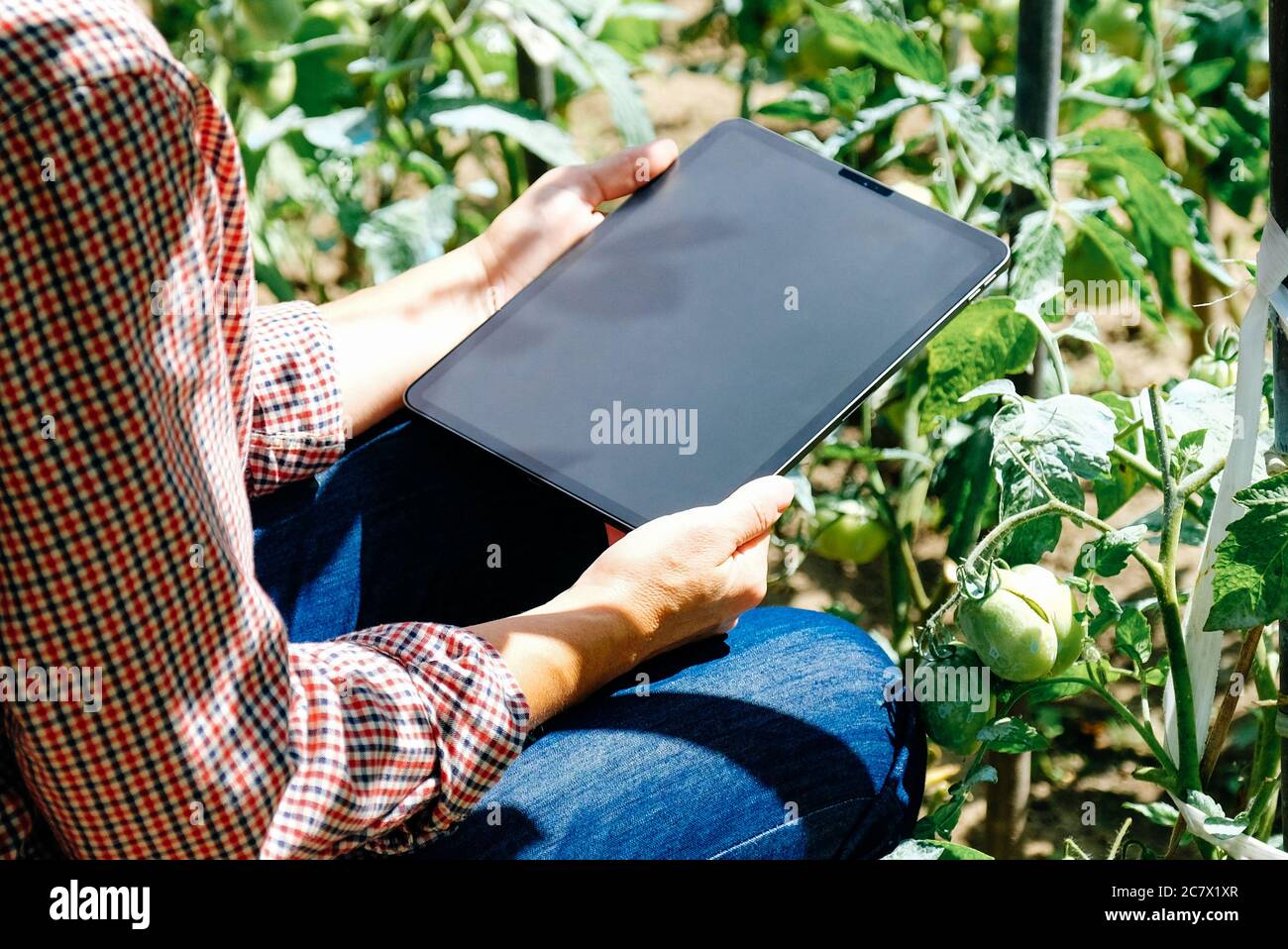 Coltivatore in serra che controlla piante di pomodoro usando la tavoletta digitale. Agricoltura concetto di tecnologia innovativa. Foto Stock
