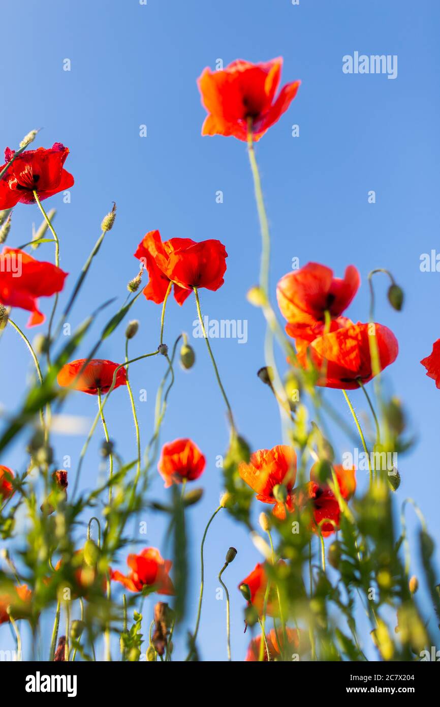 Papaveri rossi contro il cielo blu al giorno di sunne, sparare dal basso Foto Stock