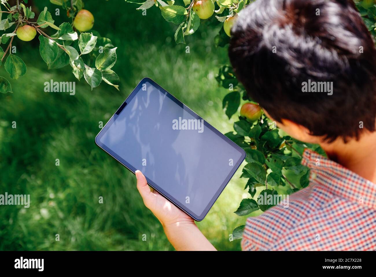 Donna che raccoglie mele presso frutteto, utilizzando tablet digitale per i prodotti di calcolo. Concetto di lavoro agricolo. Foto Stock