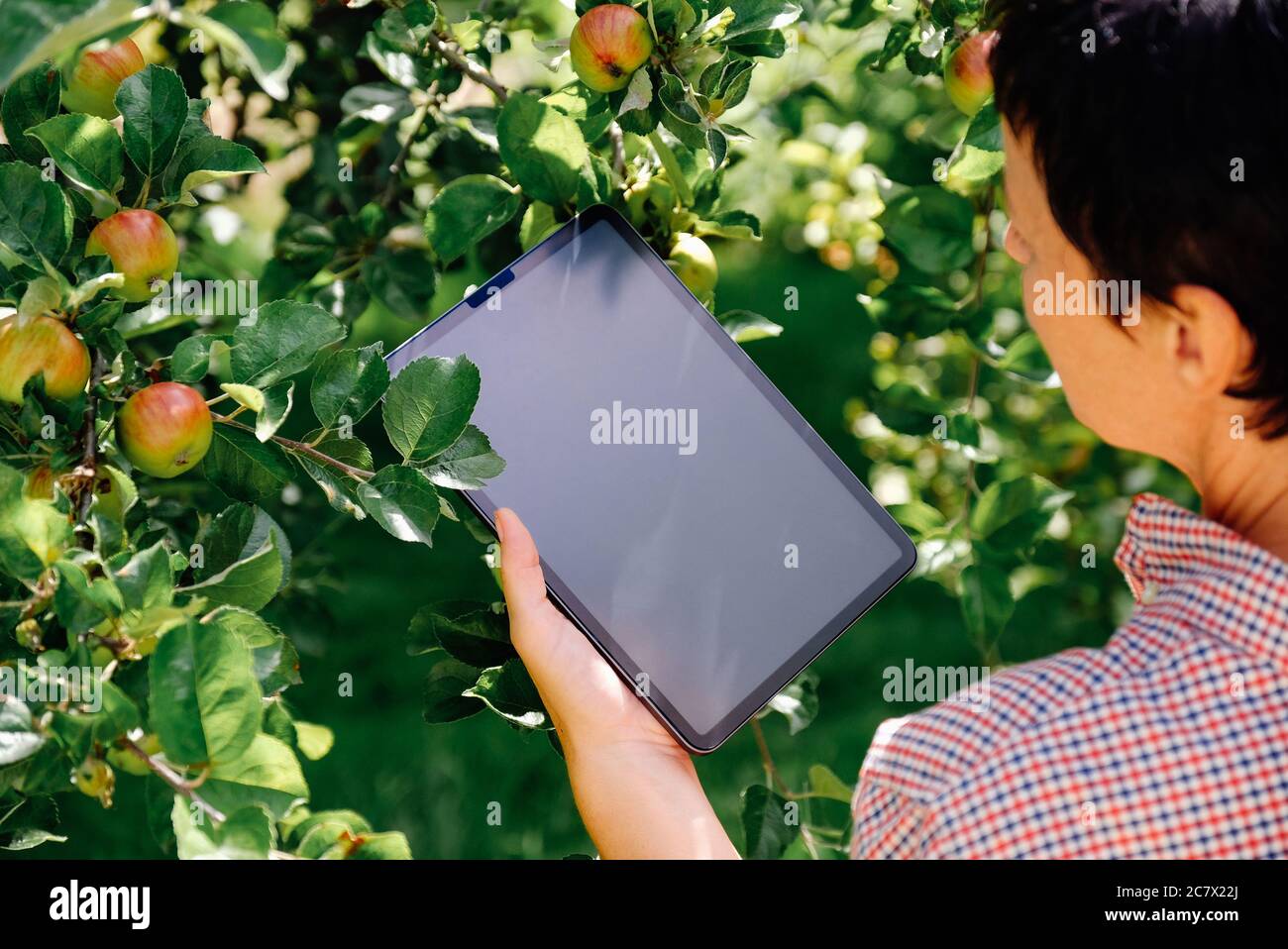 Donna che raccoglie mele in frutteto e utilizza tablet digitale per il calcolo. Concetto di lavoro agricolo Foto Stock