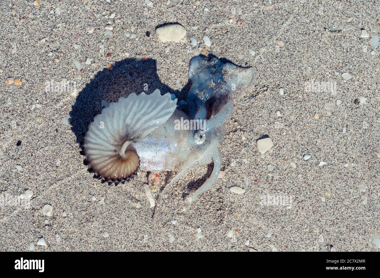 Un polpo all'interno è carta-sottile nautilus shel, l lavato a terra, giace morto sulla spiaggia Foto Stock