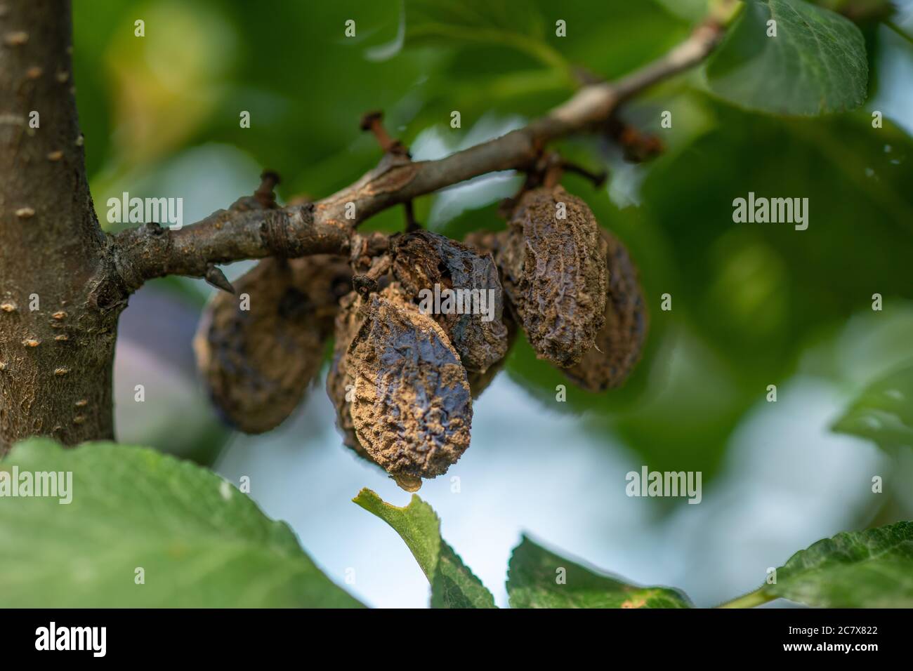 Piume mummificate marcio sull'albero da frutto, infestazione di Monilia laxa (laxa di Monilinia), malattia delle piante Foto Stock