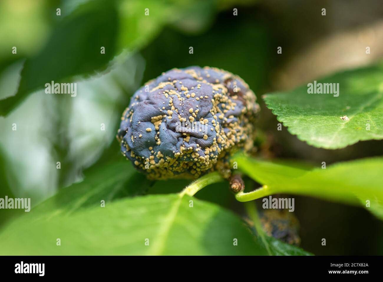 Marcio di prugna sull'albero della frutta, infestazione di Monilia laxa (laxa di Monilinia), malattia delle piante Foto Stock