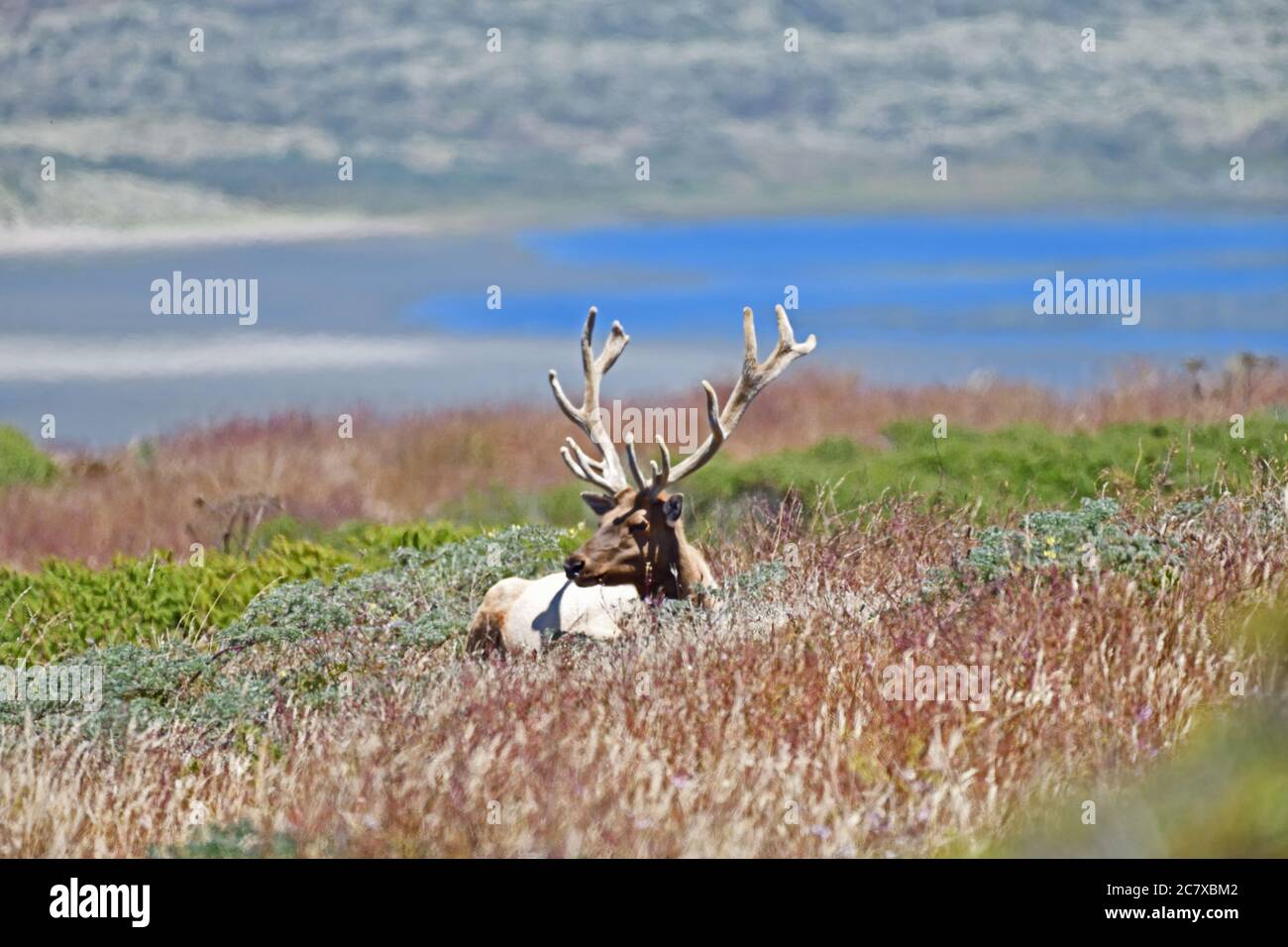 Tule Elk aka Cervus canadensis nannoni Foto Stock