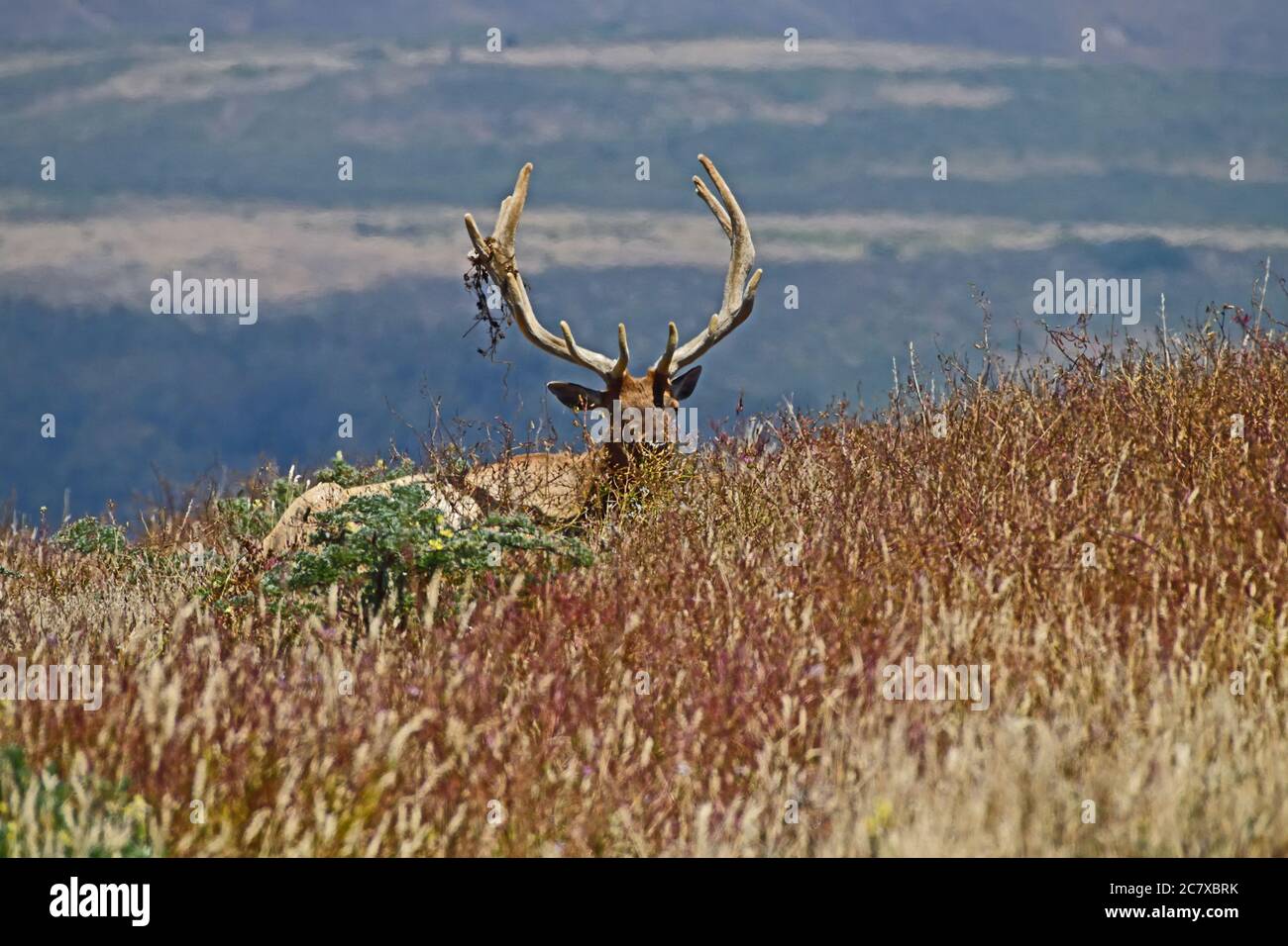 Tule Elk aka Cervus canadensis nannoni Foto Stock