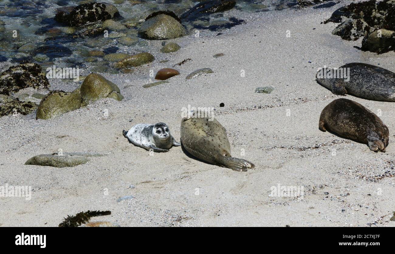 Le carine foche del porto addormentano sulla sabbia mentre crogiolano al sole, Pacific Grove CA. Foto Stock