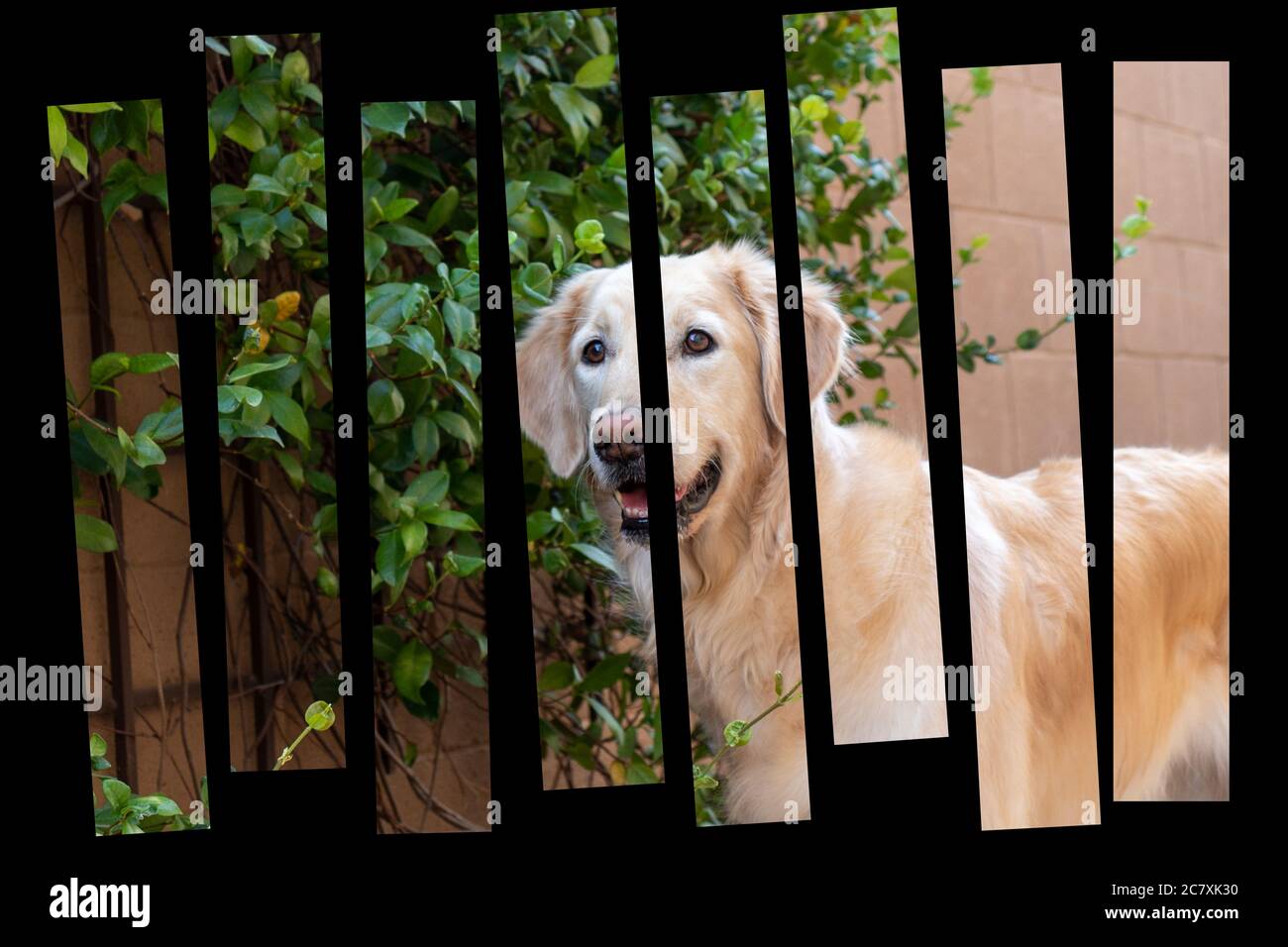 Immagine stilizzata di un giovane cane Golden Retriever in giardino alla ricerca di lucertole Foto Stock