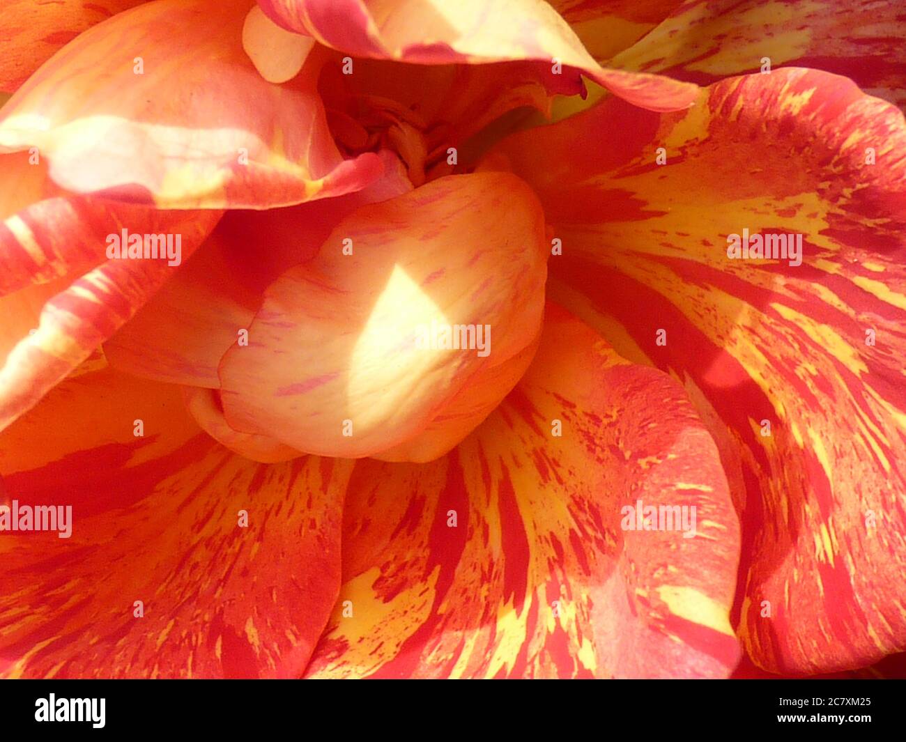 Primo piano dei petali di rosa arancio e rosso Foto Stock