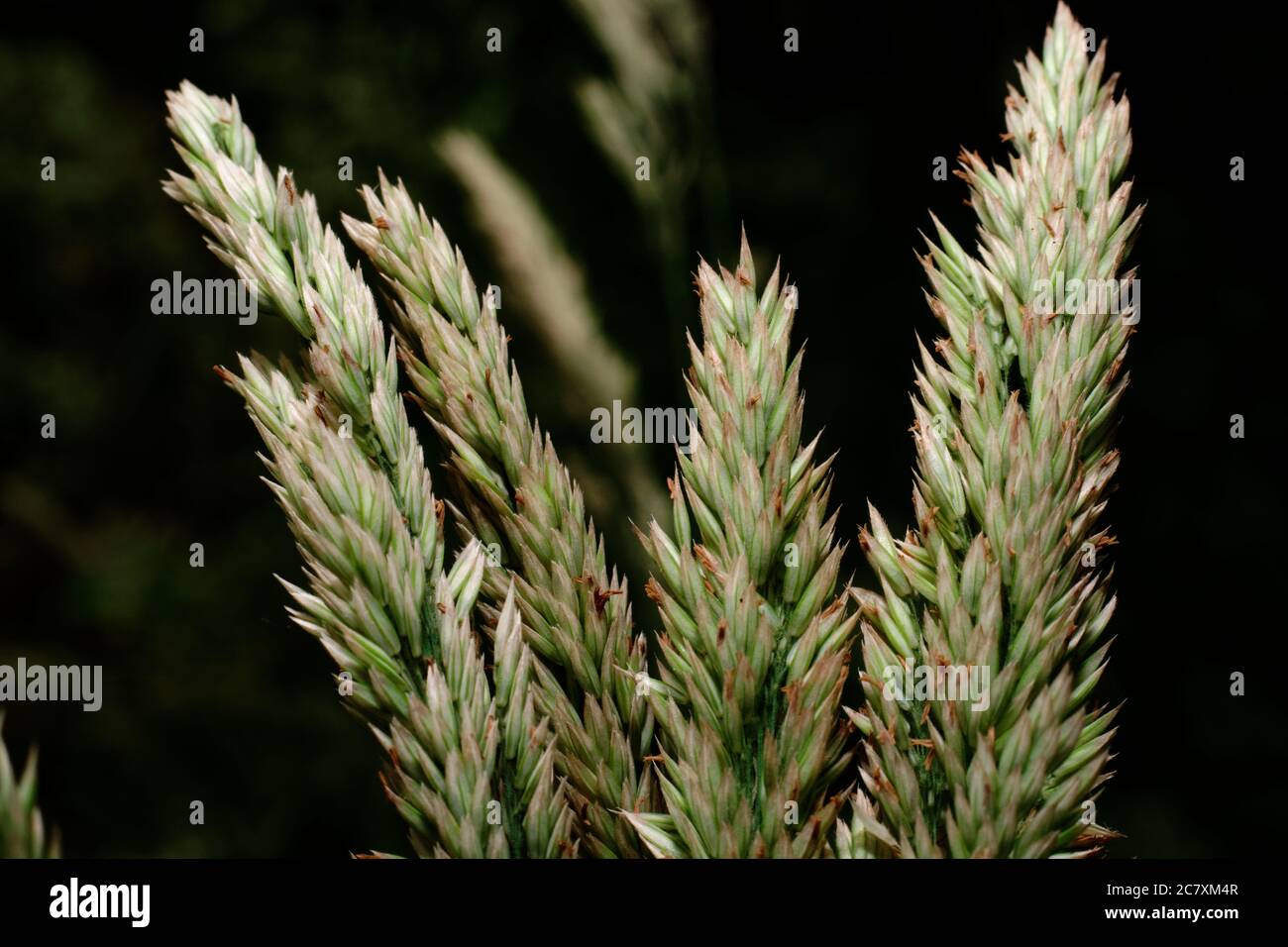 Lasciando crescere l'erba Foto Stock