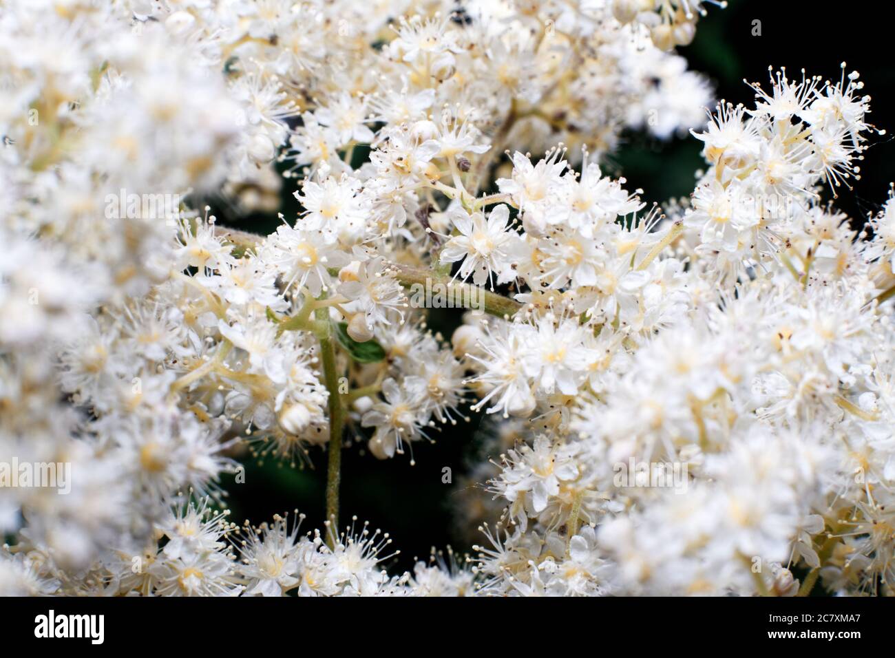 Macro shot di fiori bianchi di biancospino Foto Stock