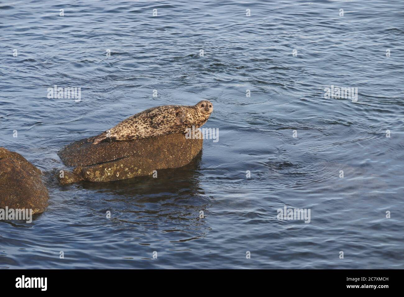 Carino marrone e bianco macchia porto sigillo perches su una roccia nel porto, Monterey CA. Foto Stock