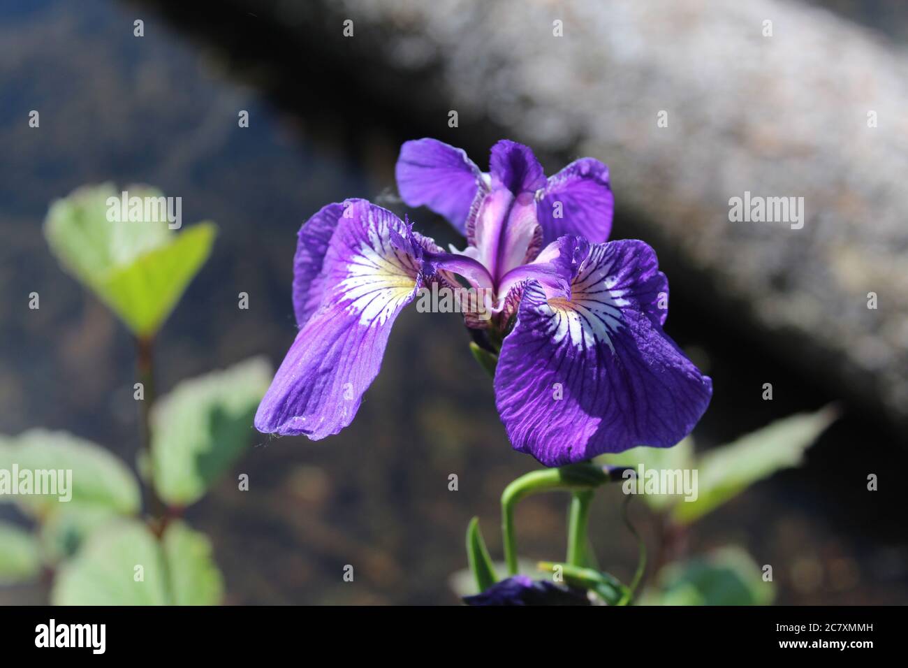 Wild Iris lungo il percorso del lago Byers al Denali state Park in Alaska Foto Stock