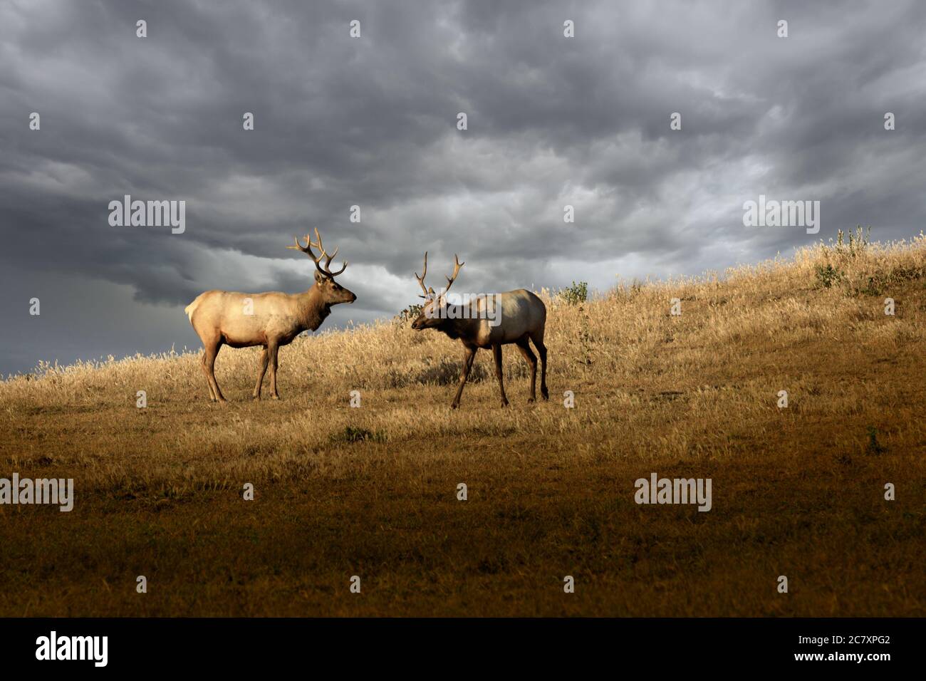 Due alci su una collina erbosa con nubi tempesta dietro di loro, e la luce del sole li illumina. Foto Stock