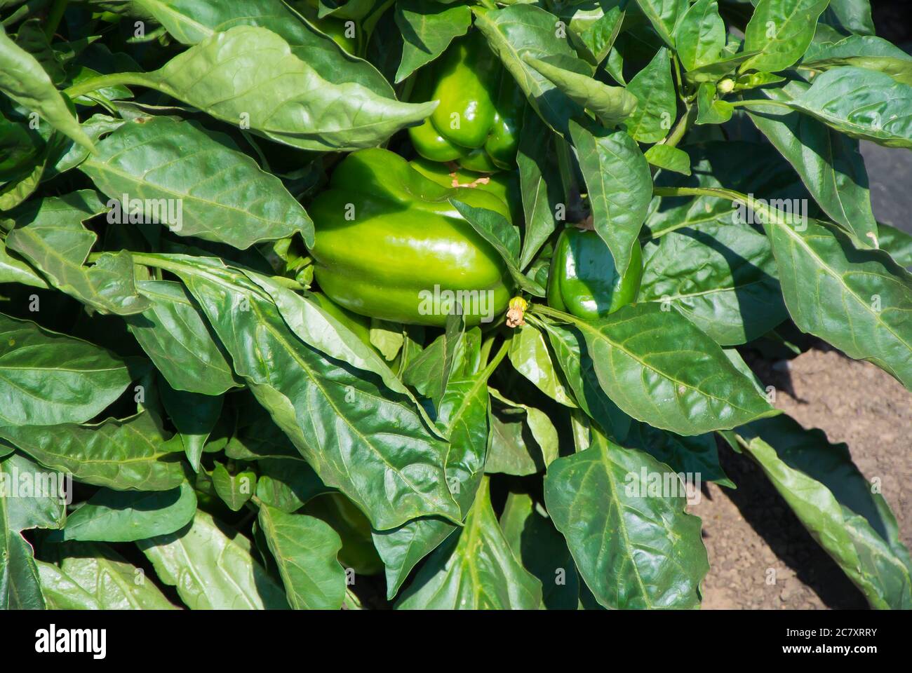 Peperoni di campana che crescono in campo Foto Stock