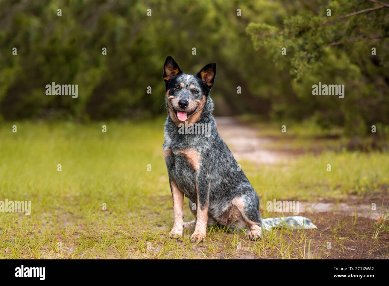 Ritratto australiano del cane Blue Heeler nel bosco su un sentiero sterrato con cipressi Foto Stock