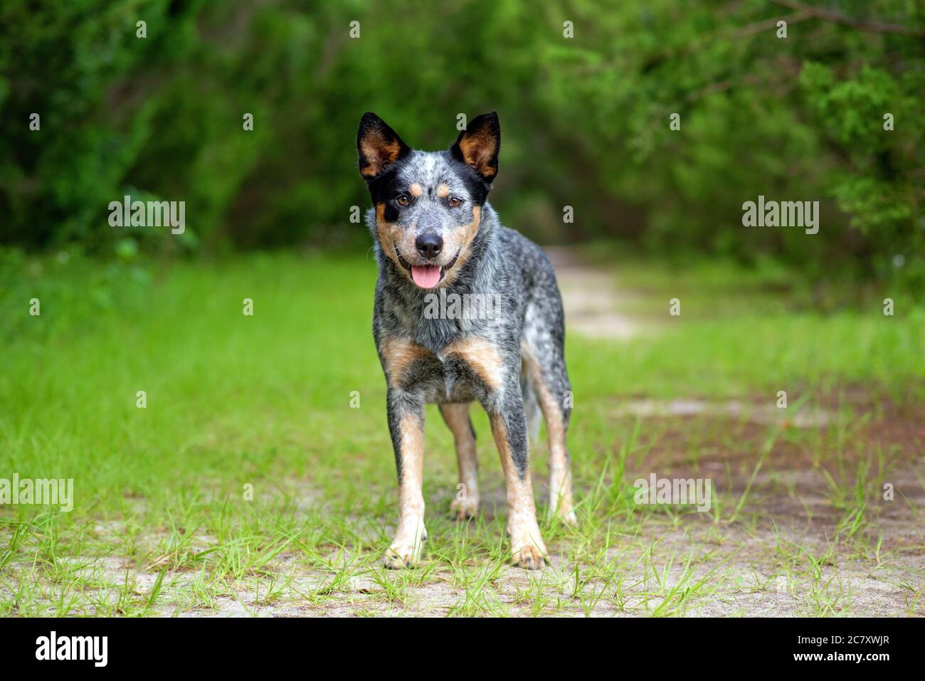 Ritratto australiano del cane Blue Heeler nel bosco su un sentiero sterrato con cipressi Foto Stock