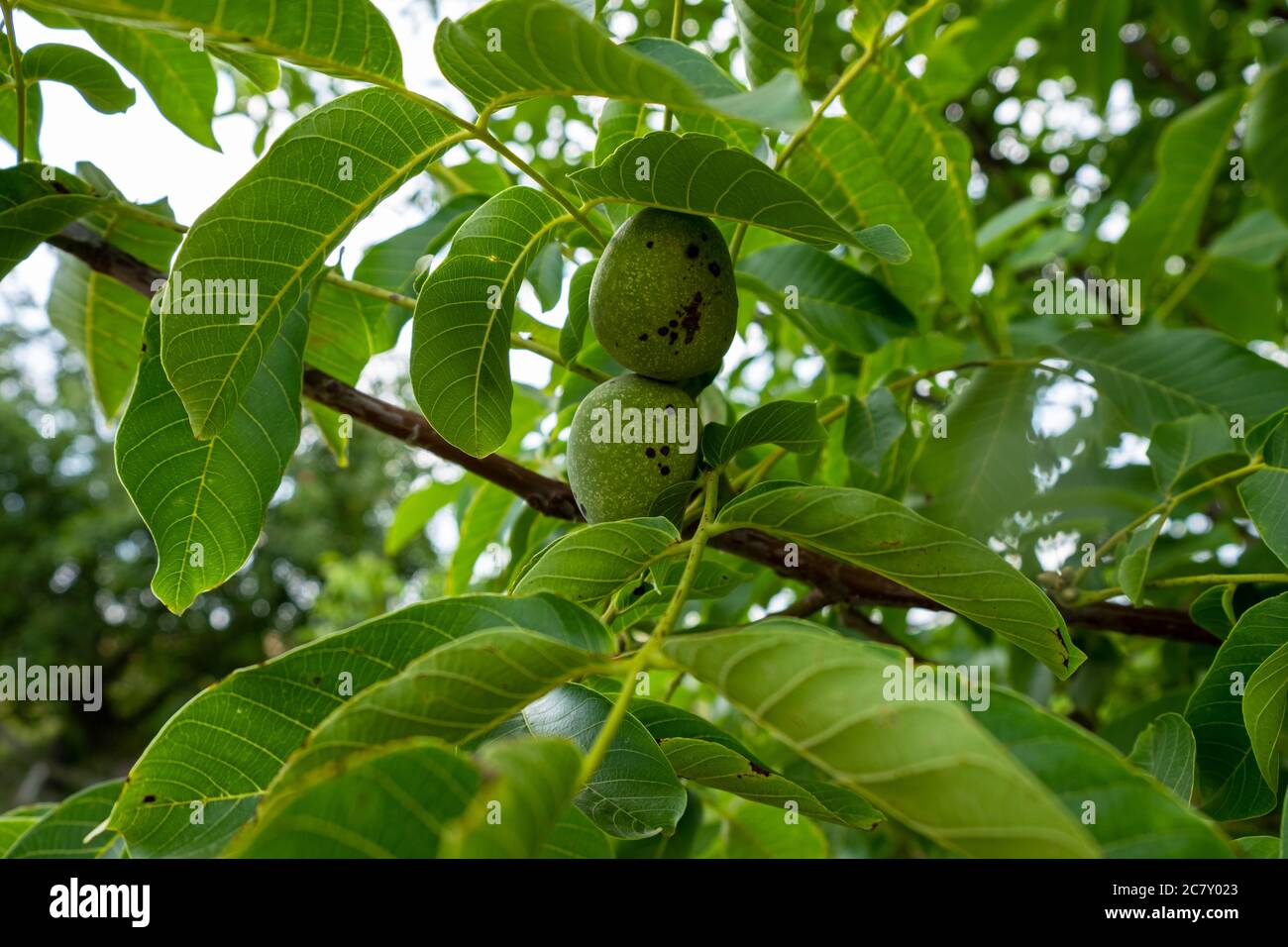 noci verdi giovani sull'albero. Foto Stock