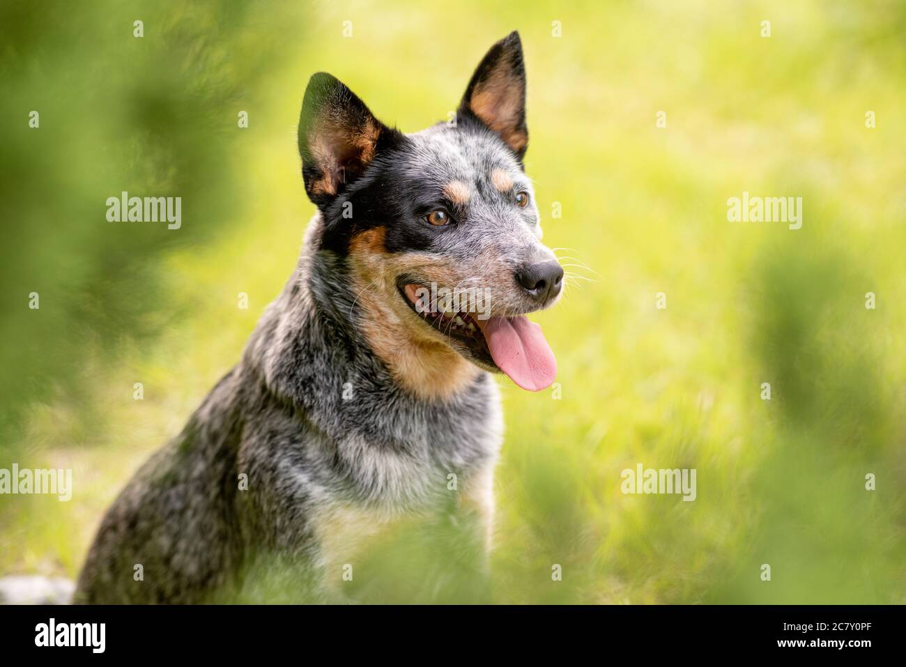 Ritratto testa shot di un australiano cane Blue Heeler seduto da cipresso albero Foto Stock