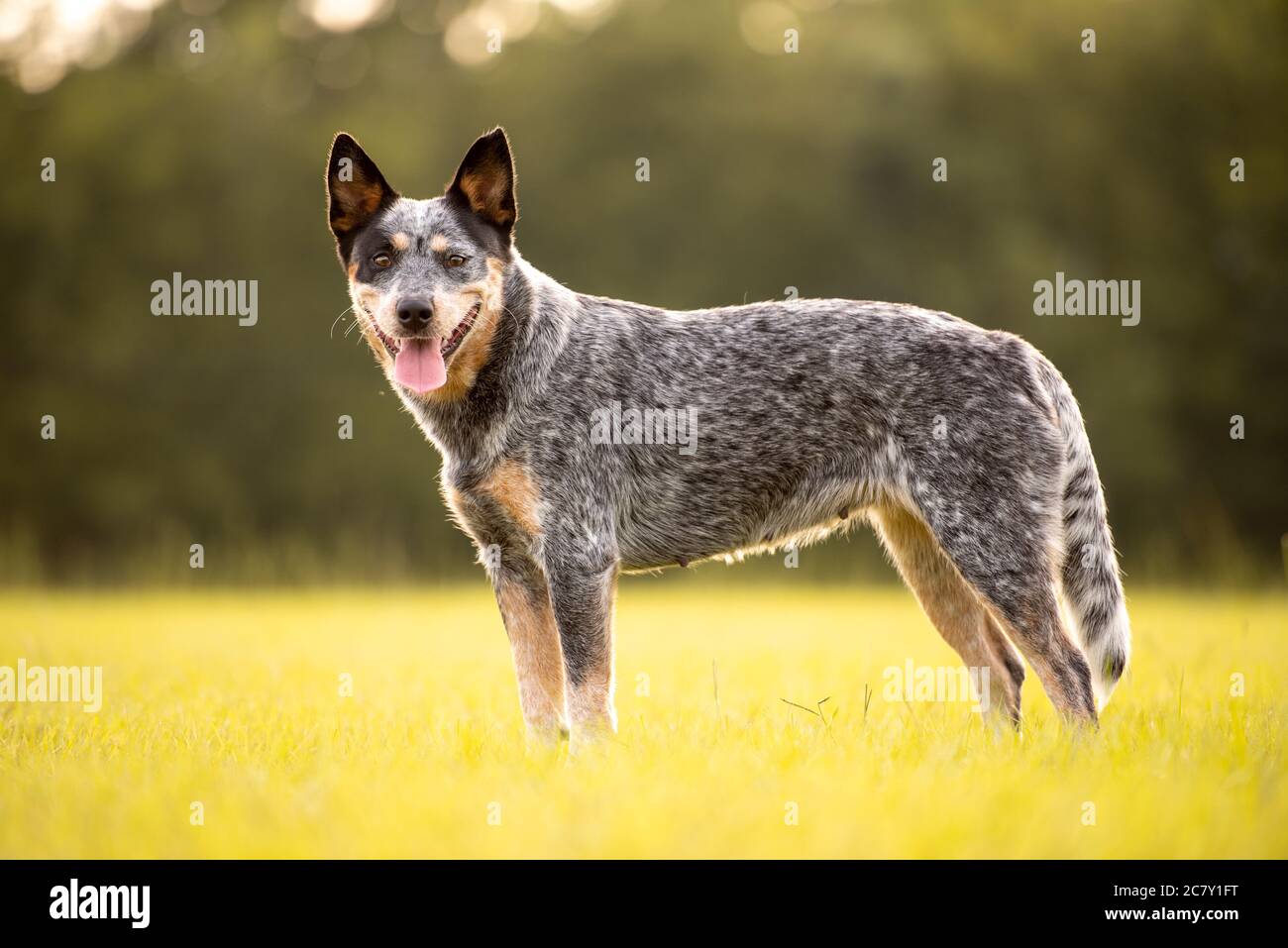 Australiano cane Blue Heeler in piedi in un campo erboso al tramonto Foto Stock