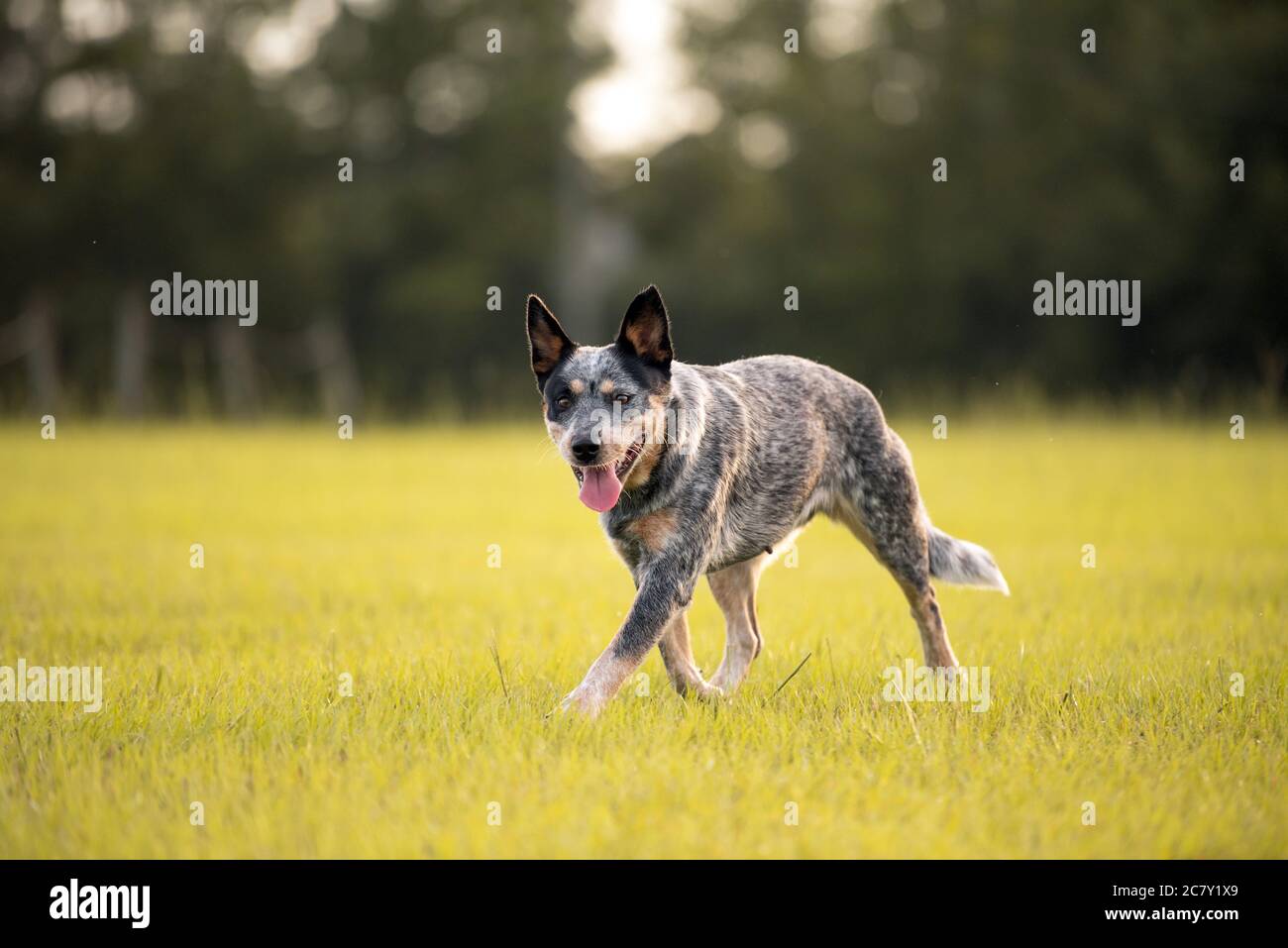 Australiano cane Blue Heeler camminare in un campo erboso al tramonto Foto Stock