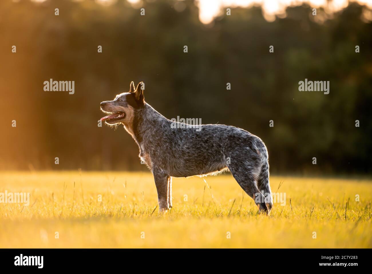 Australiano cane Blue Heeler in piedi in un campo erboso al tramonto Foto Stock
