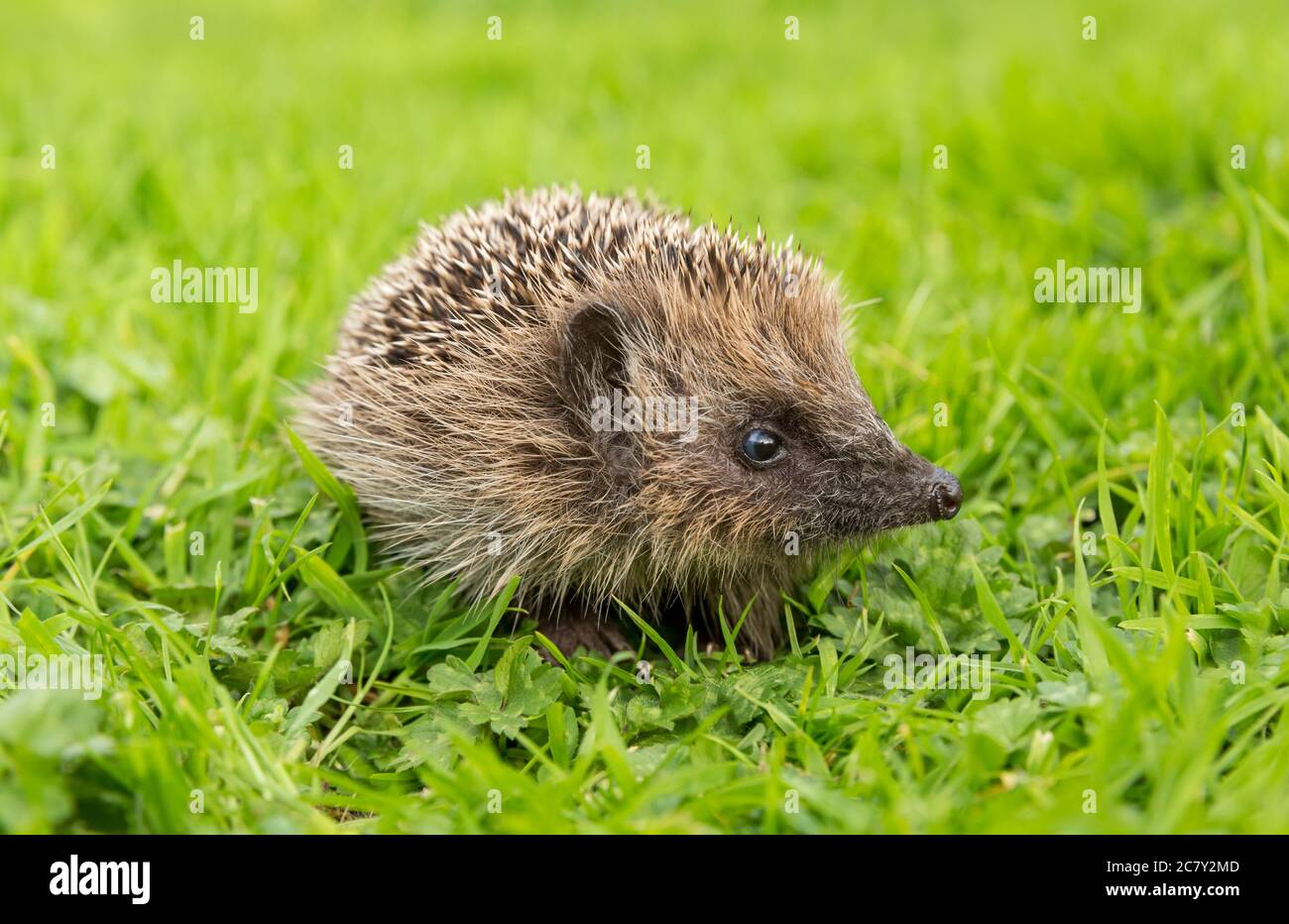 Hedgehog (nome scientifico o latino: Erinaceus Europaeus). Un giovane selvatico, hedgehog europeo che foraggi in habitat naturale del giardino. Rivolto a destra. Foto Stock
