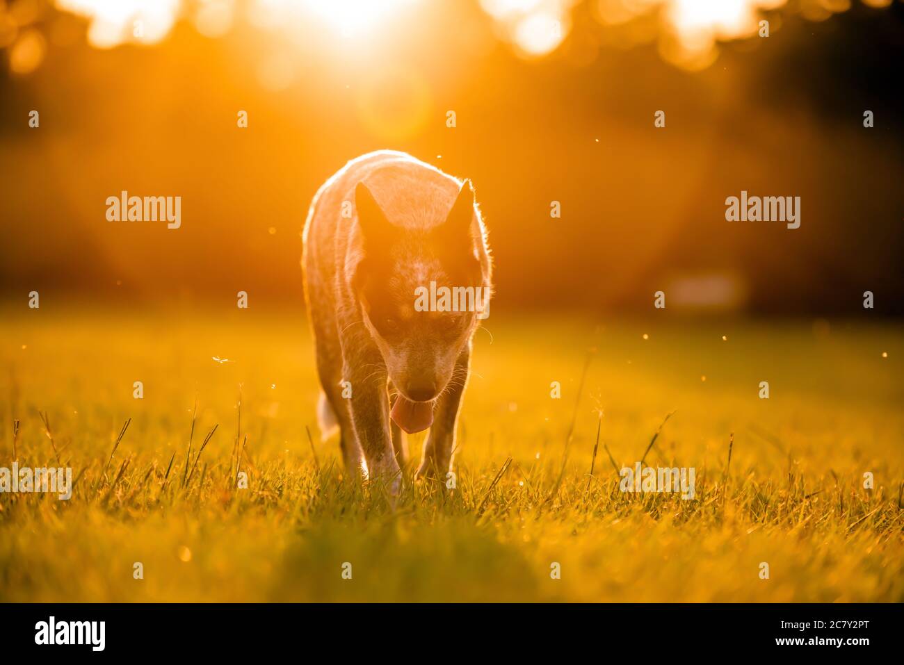 Australiano cane Blue Heeler camminare in un campo erboso al tramonto Foto Stock