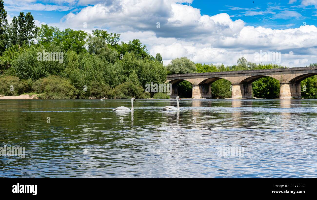 trois signes blancs nAgent sur la Dordogne lors d'une journée ensoleillé d'été, à Siorac en Périgord. Siorac en Perigord-France-Juin 2020 Foto Stock