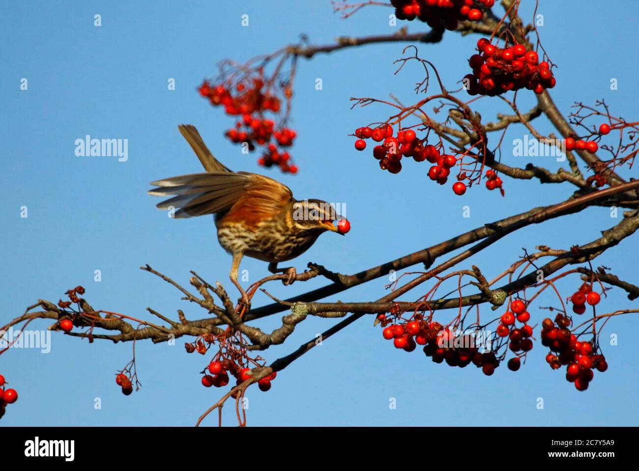 Redwing nutrire le bacche invernali Foto Stock