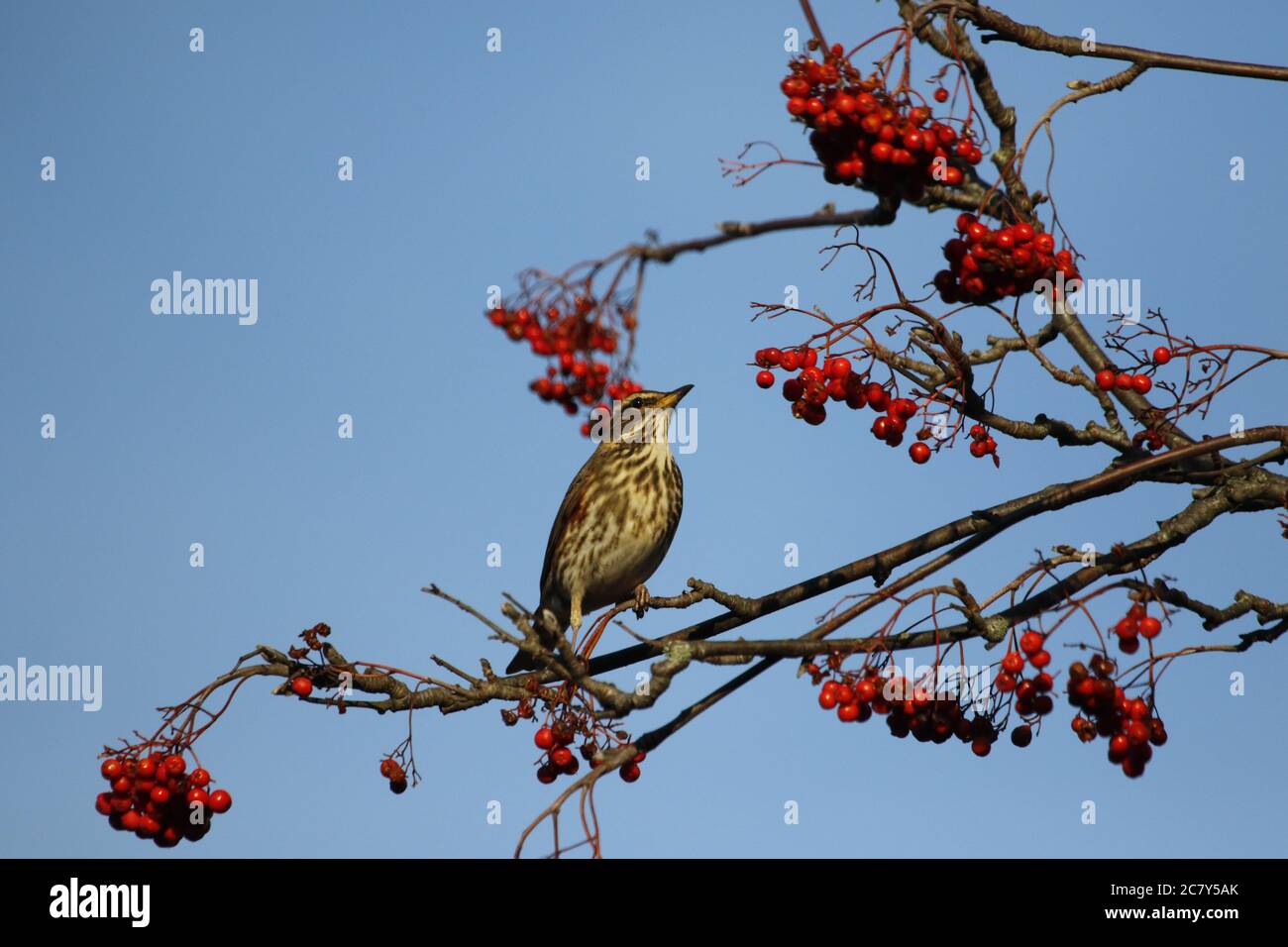 Redwing nutrire le bacche invernali Foto Stock