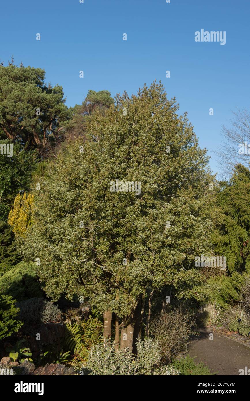 Coliage invernale della montagna Evergreen Toatoa o di montagna Celery Pine Tree (Phyllocladus alpinus) in un giardino con un cielo blu luminoso sfondo Foto Stock