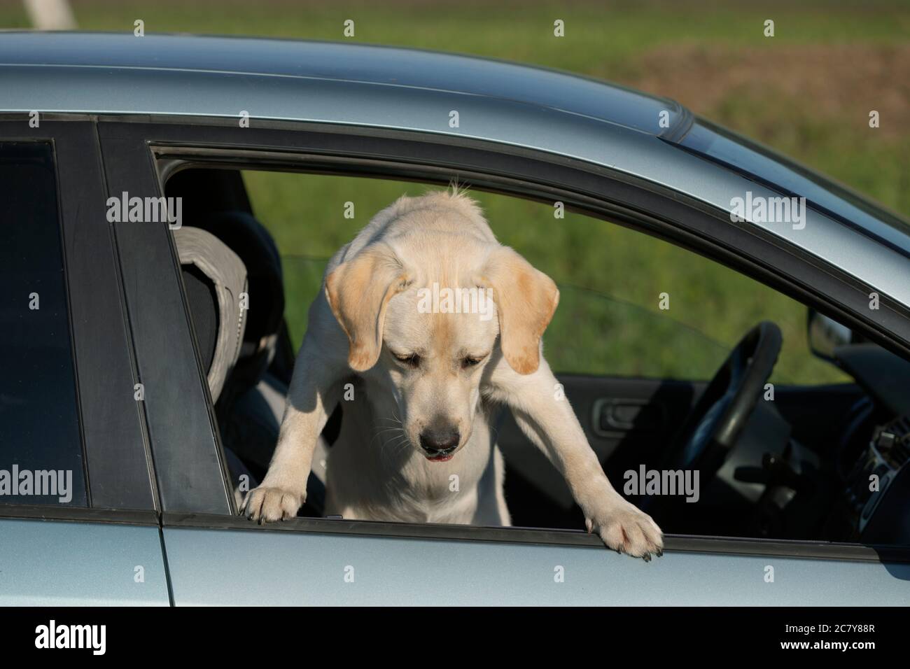 Labrador cucciolo in piedi su due gambe e testa attaccante fuori dalla finestra auto Foto Stock