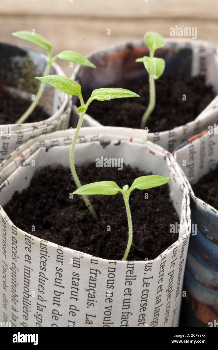 Coltivare giovani piante di pomodoro in vasi di carta Foto Stock