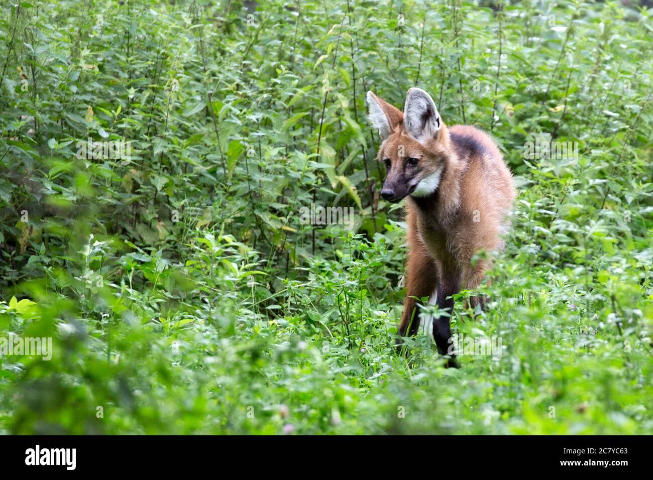 Lupo maneggiato nella foresta Foto Stock