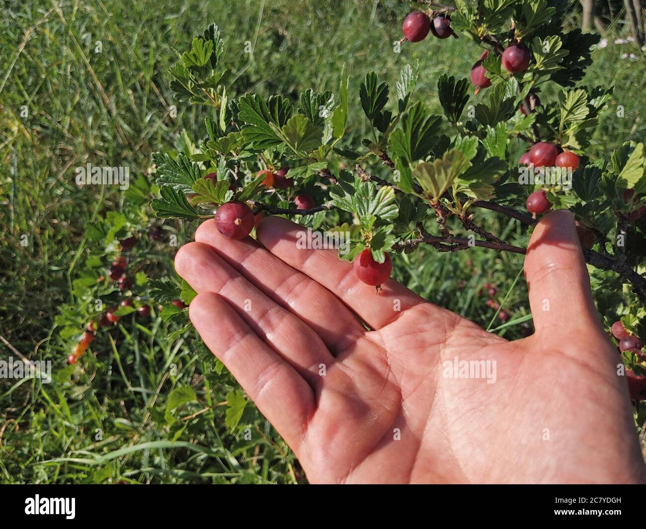 raccolta di frutti di uva spina maturi in giardino Foto Stock